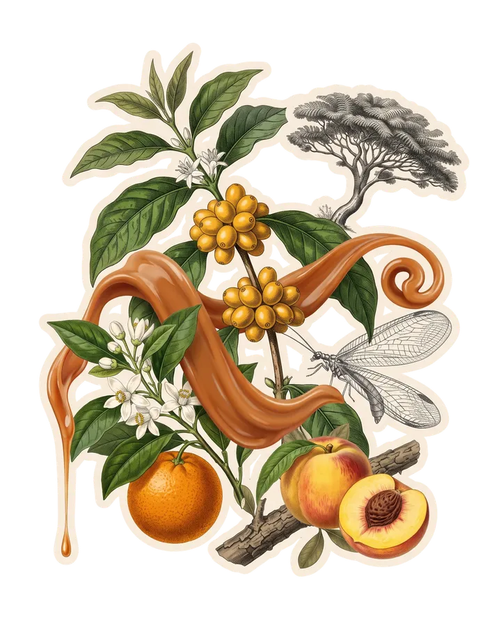 Colagem do café Xodó: ramo de Siriema com cerejas amarelas, laranja com flor de laranjeira e pêssego cortado, fita âmbar de doce de leite, crisopídeo, árvore pequena no alto e galho de casca grossa.